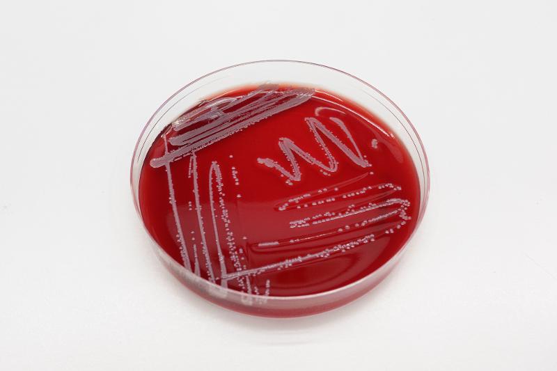 Staphylococcus borealis